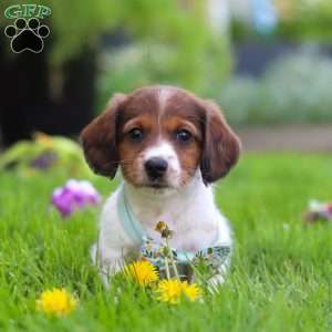 Benji, Dachshund Puppy